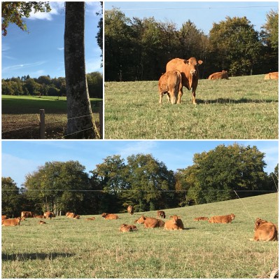 collage allevament semi brado regione Limousin